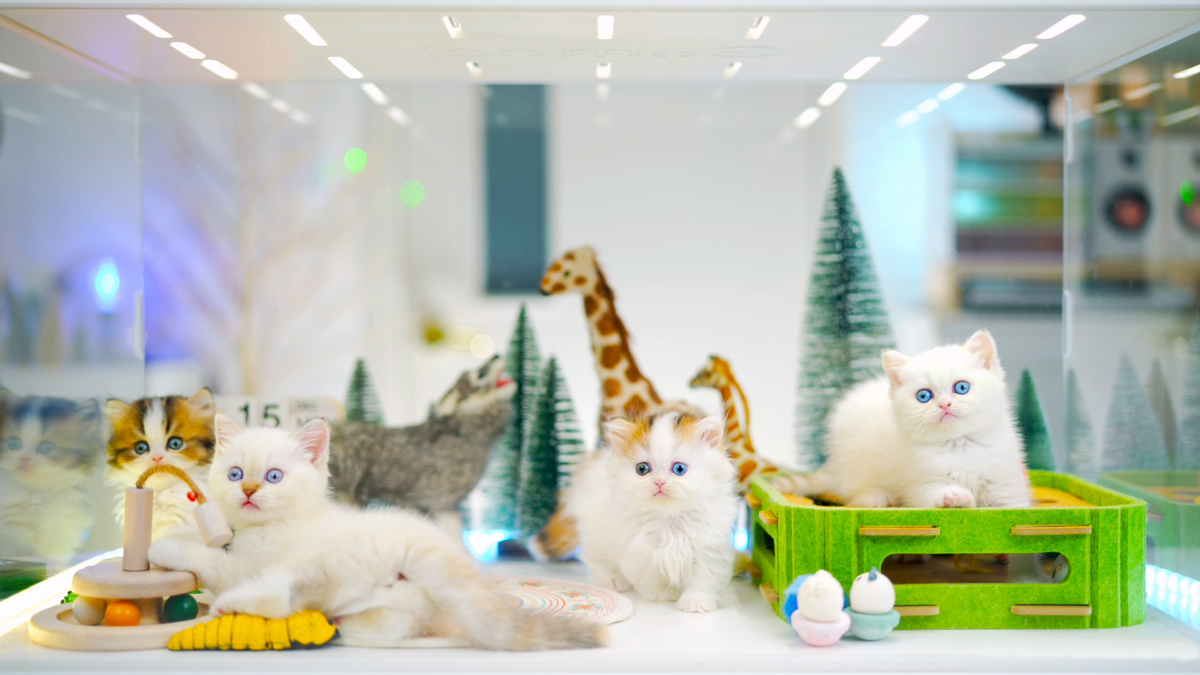 골든스웨터 캐터리 일산본점, '보이는 브리딩' 영상 공개 시스템 운영 - 뉴스 썸네일 이미지