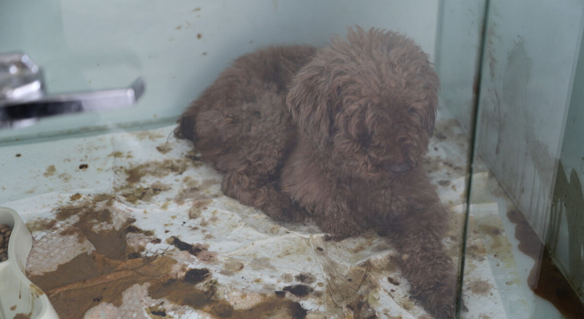 동물보호시설을 가장한 신종펫숍에서 오물 속에 방치된 강아지. 동물자유연대 제공