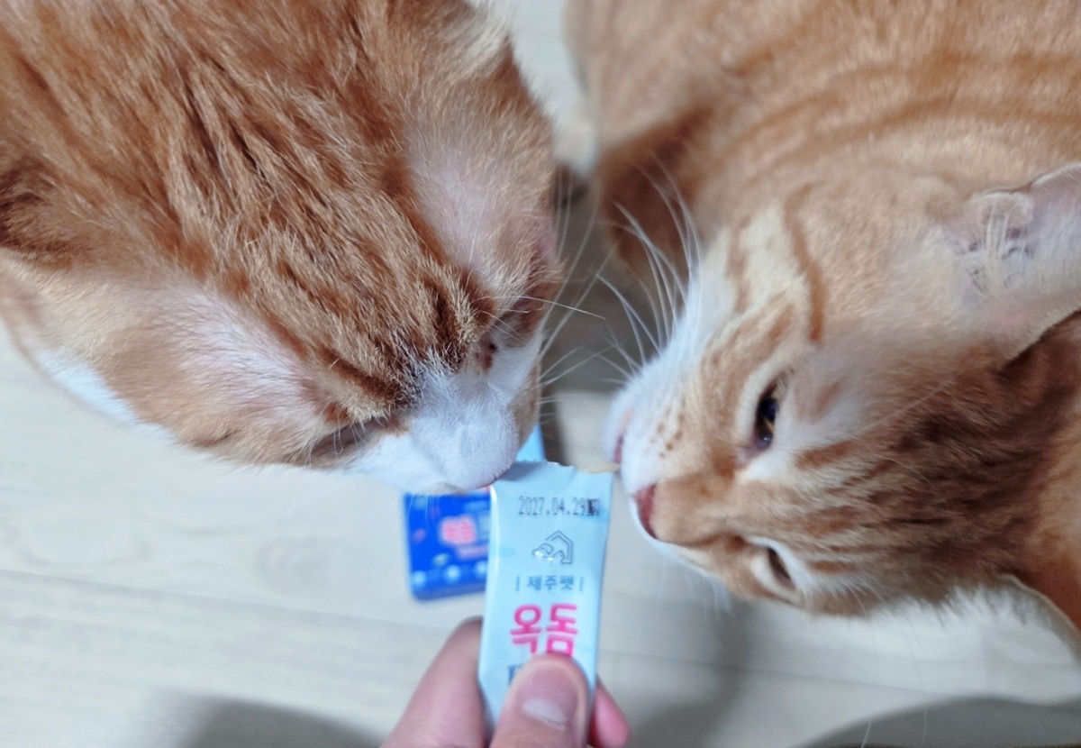 옥돔짜요를 맛있게 먹는 반려묘들. 박재림 기자