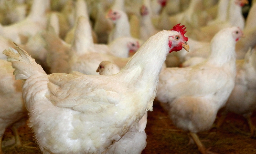 하림 종계농장의 닭. 하림 제공