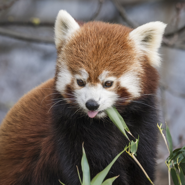 HK이노엔이 멸종위기 야생생물 1등급 레서판다를 위한 먹이숲 조성 활동에 나섰다. 게티이미지뱅크