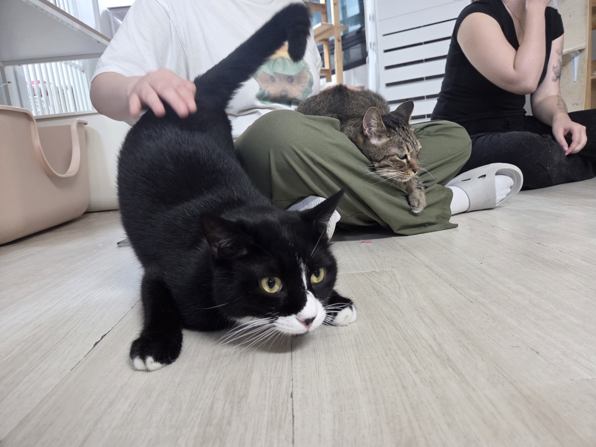 일일 봉사활동에 동참한 영이씨가 고양이들과 교감하고 있다. 영이 씨는 “처음 봉사활동을 왔는데 고양이들의 애교에 홀릴 것 같다”며 웃었다. 정기 봉사자들은 이 모습을 보며 “원래 봉사자들이 고양이를 입양하는 경우가 가장 많다”며 의미심장(?)한 메시지를 건넸다. 박재림 기자
