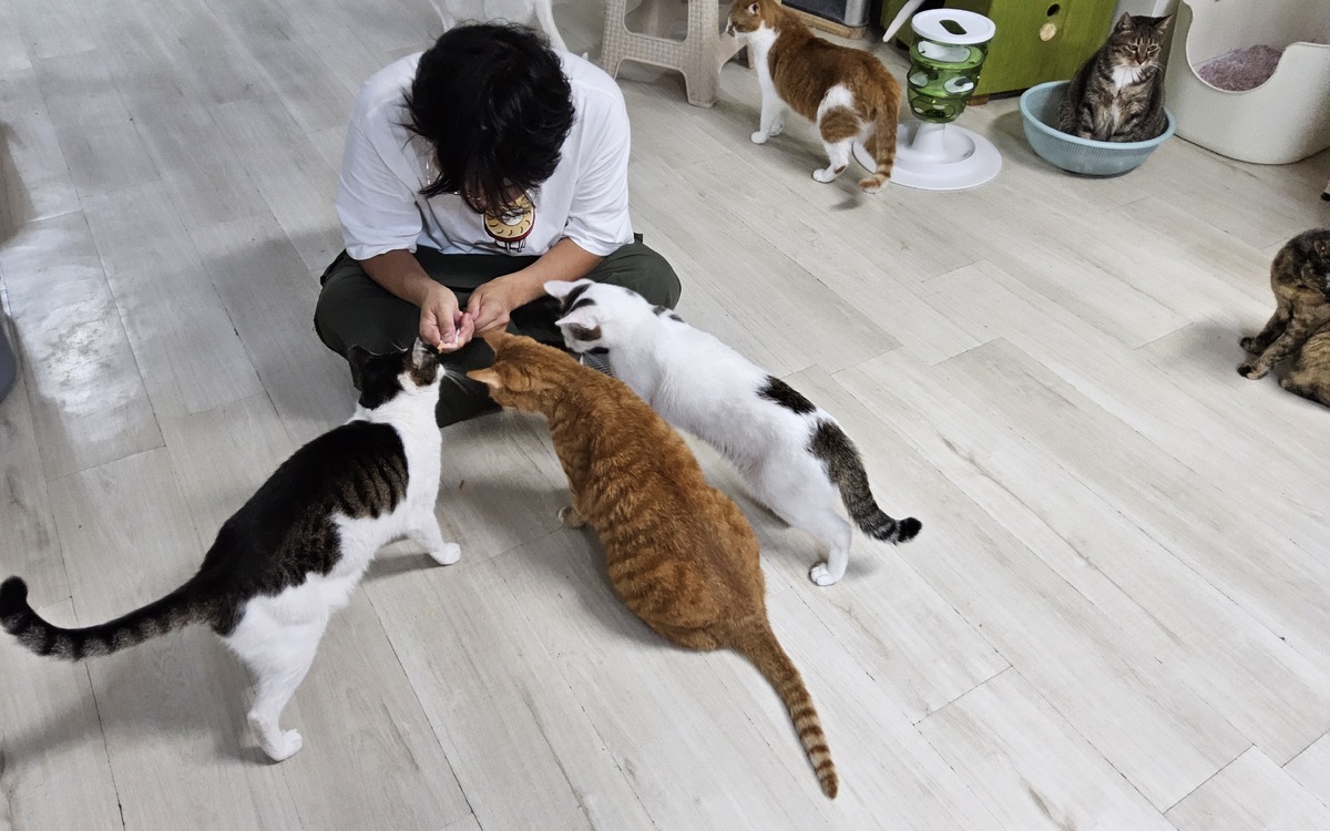 길냥이와 동고동락 일일 봉사자가 고양이에게 간식을 주고 있다. 박재림 기자