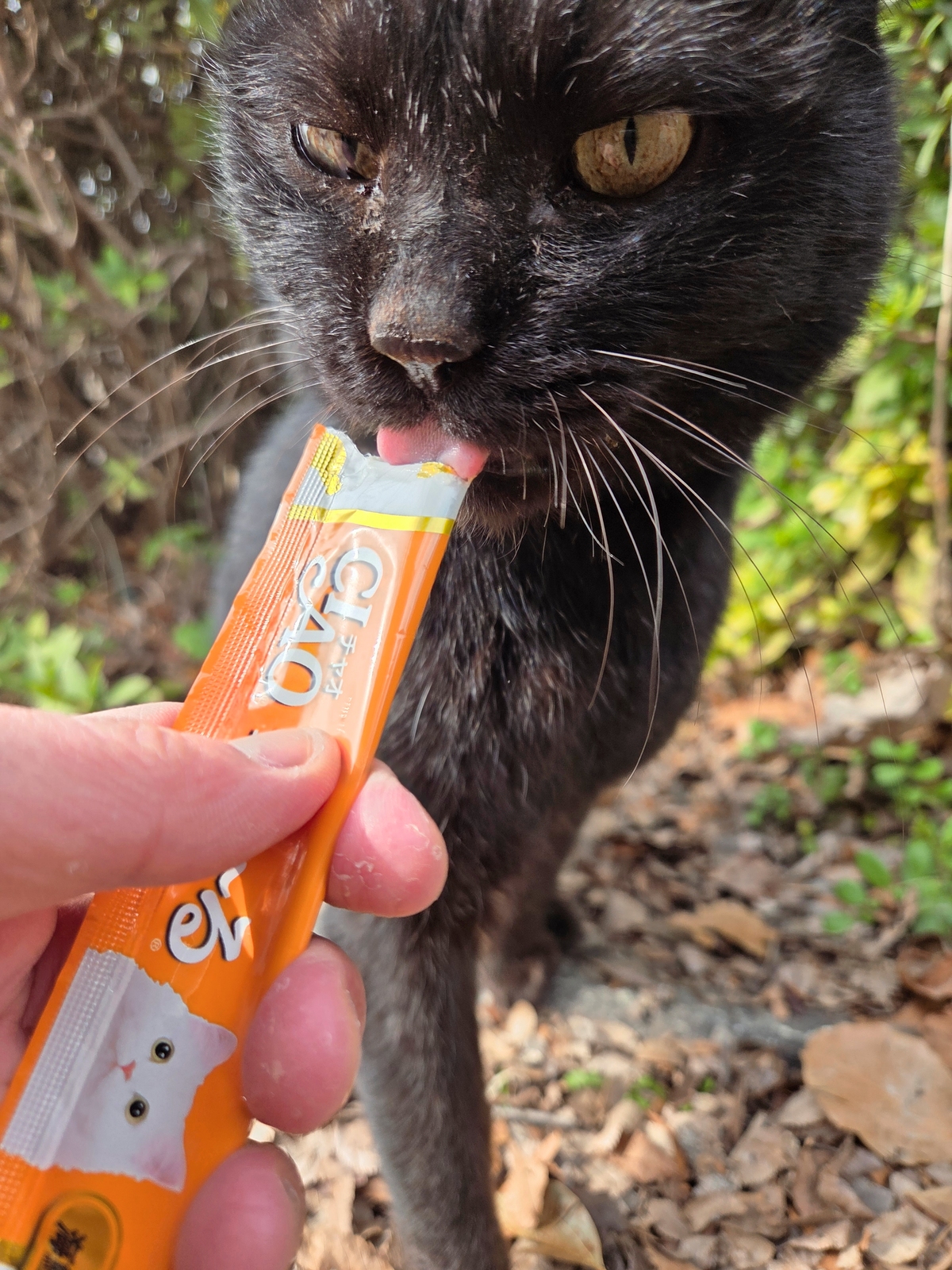 다이키몰에서 구매한 고양이&nbsp;간식을 오사카성 공원의 길고양이가 먹고 있다. 박재림 기자
