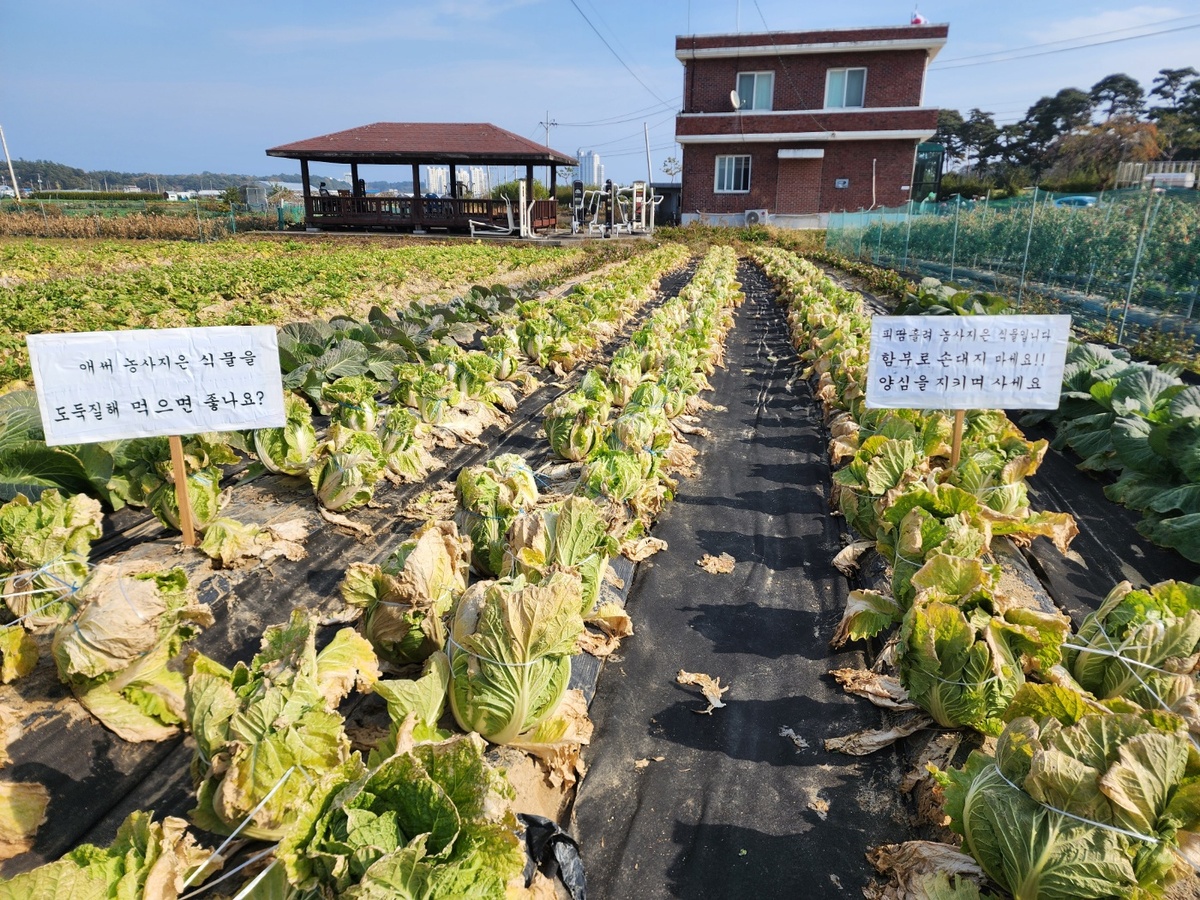 강릉 사천면 한 농지의 모습. 뉴시스