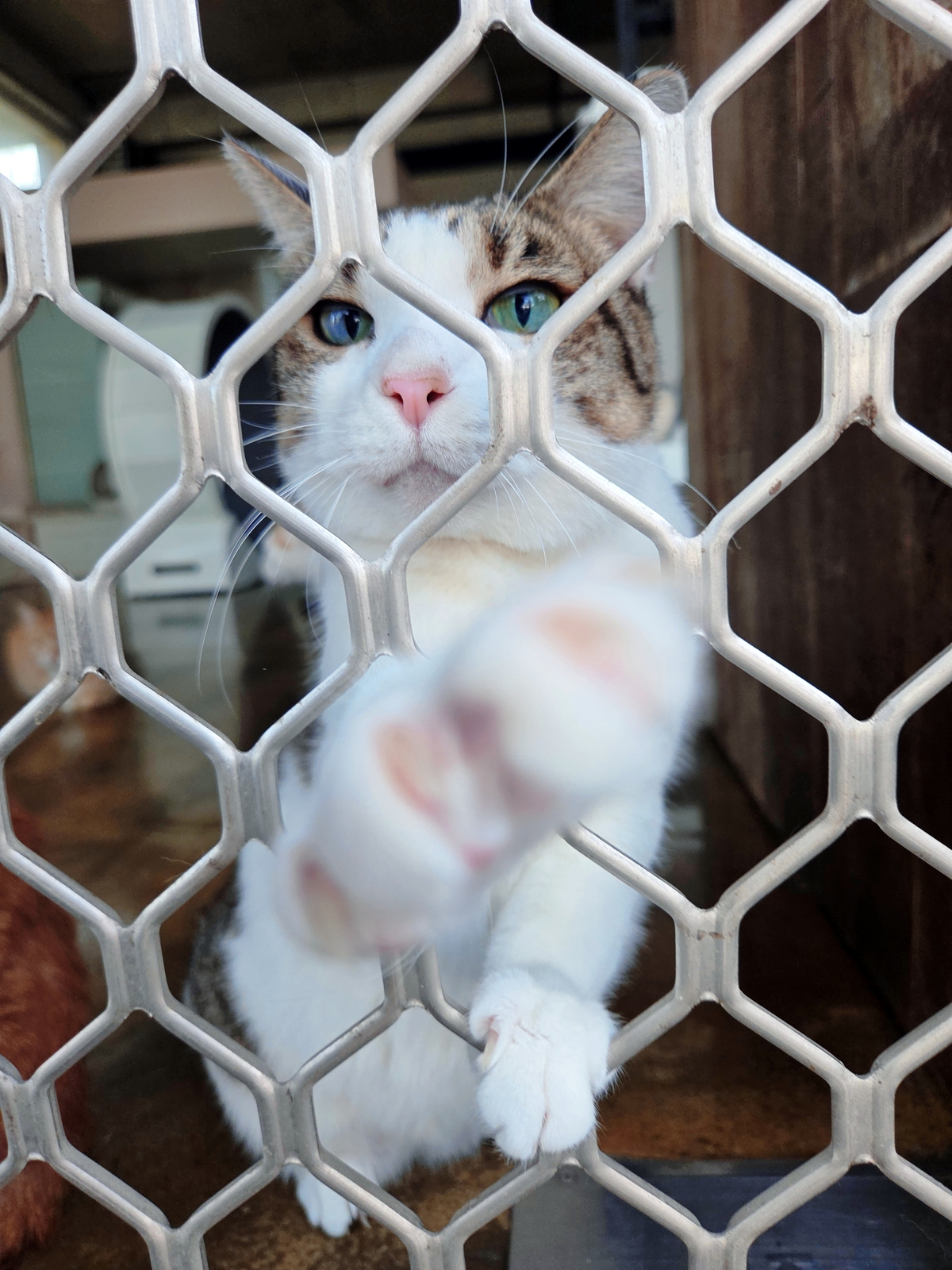 디어레이 보호소의 고양이가 하이파이브(?)를 하고 있다. 박재림 기자