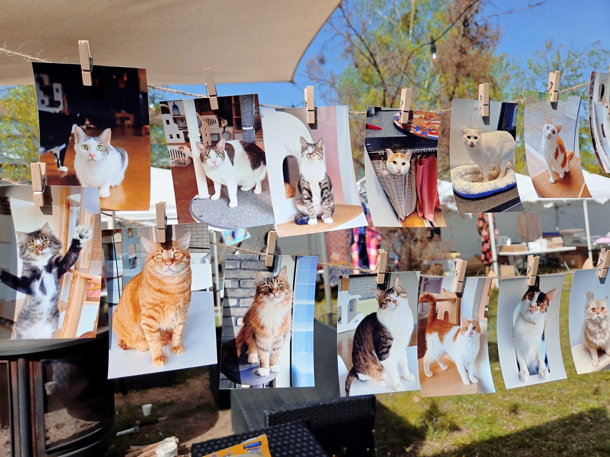 입양을 기다리는 고양이들의 사진이 바자회 현장에 걸려 있다. 박재림 기자