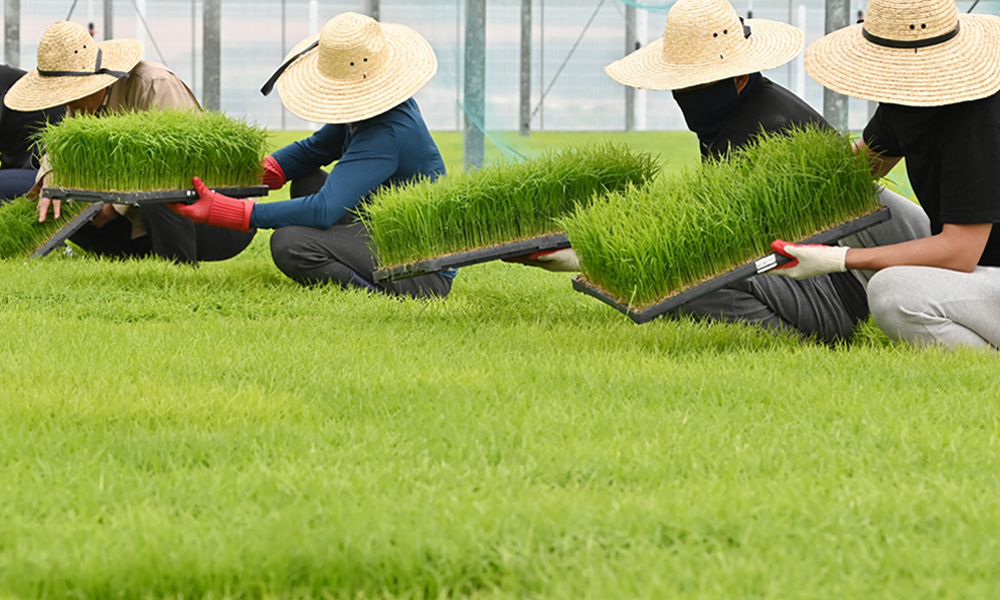 이천시 대월농협 공동육묘장에서 관계자들이 모판에서 자라는 볏모 생육상태를 살펴보고 있다. 뉴시스