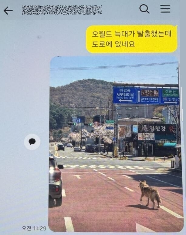 AI로 생성된 늑구 이미지. 대전경찰청 제공