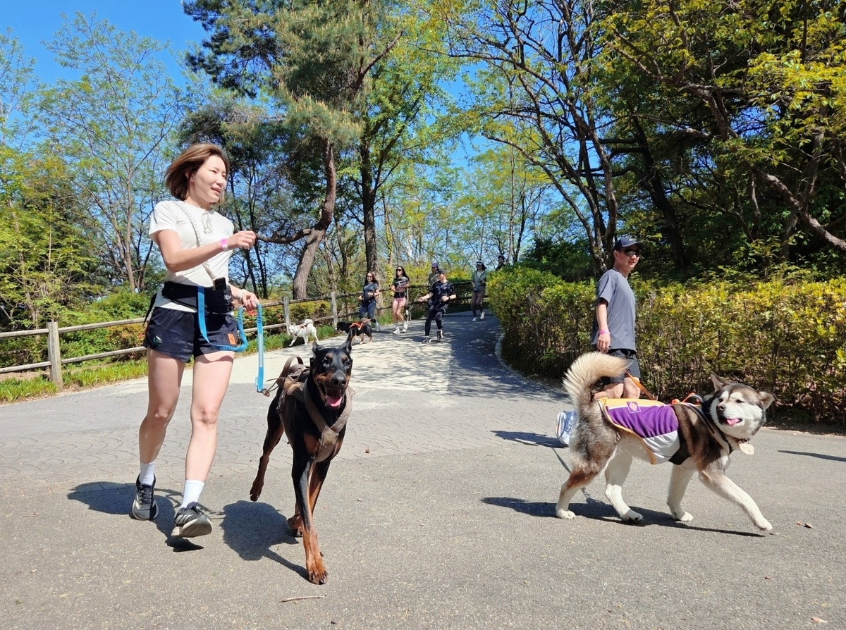 최근 유기견 기부 러닝&nbsp;‘든든런’ 참가자들이 반려견과 함께 서울 남산공원 코스를 달리고 있다. 박재림 기자