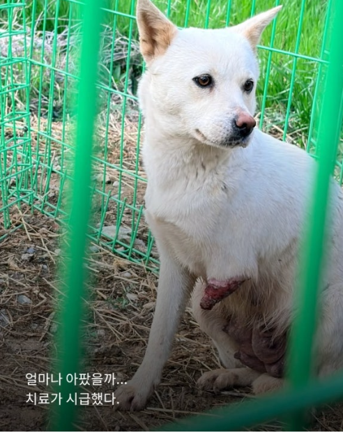 김해에서 다리가 절단된 채 구조된 강아지 나진. 유엄빠 제공
