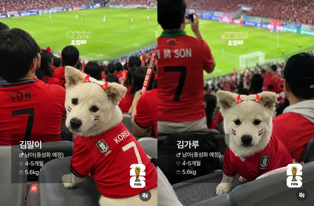 김해에서 발견된 구조견이 월드컵 경기장을 찾은 것처럼 꾸며진 AI 이미지.&nbsp;유엄빠 제공