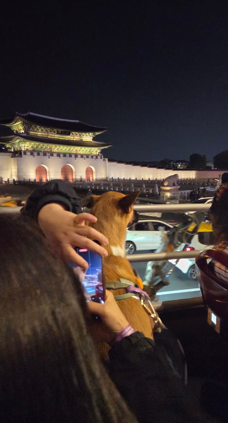 서울시티투어버스에 탑승한 반려견이 풍경을 바라보고 있다. 그 뒤로 광화문이 보인다. 박재림 기자